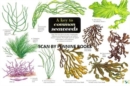 A Key to Common Seaweeds - Book