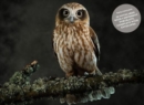 Beautiful Owls Notecard Set - Book