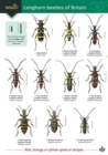 Guide to longhorn beetles of Britain - Book