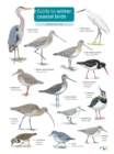 Guide to winter coastal birds - Book