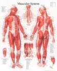 Muscular System with Male Figure Paper Poster - Book