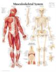 Musculoskeletal System Laminated Poster - Book