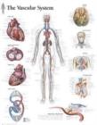 Vascular System Paper Poster - Book