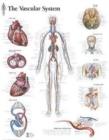 Vascular System Laminated Poster - Book