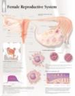 Female Reproductive System Paper Poster - Book