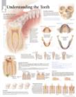 Understanding the Teeth Paper Poster - Book