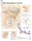 Male Reproductive Laminated Poster - Book