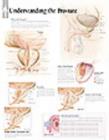 Understanding the Prostate Laminated Poster - Book