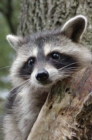 Raccoon Blank Journal - Book