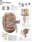 Kidney Laminated Poster - Book