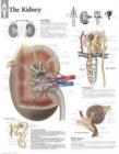 Kidney Paper Poster - Book