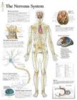 Nervous System Paper Poster - Book
