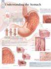 Understanding the Stomach Paper Poster - Book