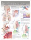 Respiration & Gas Exchange Laminated Poster - Book