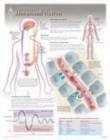 Hormonal Action Laminated Poster - Book