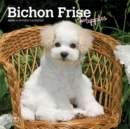 Bichon Frise Puppies 2020 Mini Wall Calendar - Book