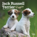 Jack Russell Terrier Puppies 2020 Mini Wall Calendar - Book
