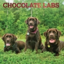 Labrador Retrievers, Chocolate 2020 Square Wall Calendar - Book