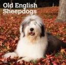 Old English Sheepdogs 2020 Square Wall Calendar - Book