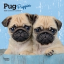 Pug Puppies 2020 Mini Wall Calendar - Book