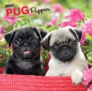 Pug Puppies 2020 Square Wall Calendar - Book