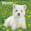 West Highland White Terrier Puppies 2020 Mini Wall Calendar - Book