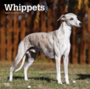 Whippets 2020 Square Wall Calendar - Book