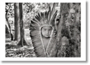 Salgado. Amazonia. Poster 'Yawanawa Girl' - Book