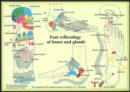 Foot Reflexology of Bones & Glands -- A4 - Book