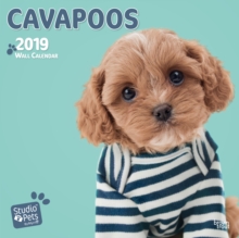 CAVAPOOS BY STUDIO P 2019 SQUARE WALL CA, Paperback Book CAVAPOOS BY STUDIO P 2019 SQUARE WALL CA, Paperback Book
