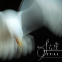 Still (Limited Edition)