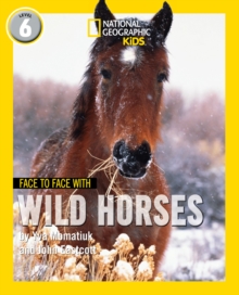 Face To Face With Wild Horses : Level 6