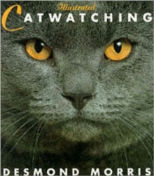 Illustrated Catwatching, Paperback / softback Book Illustrated Catwatching, Paperback / softback Book