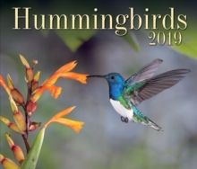HUMMINGBIRDS 2019 CALENDAR, CD-Audio Book HUMMINGBIRDS 2019 CALENDAR, CD-Audio Book