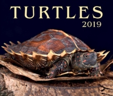 Turtles 2019, Calendar Book Turtles 2019, Calendar Book