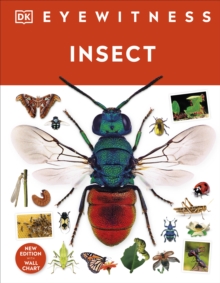 Insect