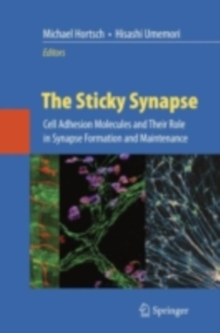 The Sticky Synapse : Cell Adhesion Molecules and Their Role in Synapse Formation and Maintenance