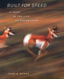 Built for Speed : A Year in the Life of Pronghorn