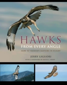 Hawks from Every Angle : How to Identify Raptors In Flight, Paperback / softback Book Hawks from Every Angle : How to Identify Raptors In Flight, Paperback / softback Book