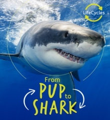 Lifecycles - Pup To Shark, Paperback / softback Book Lifecycles - Pup To Shark, Paperback / softback Book