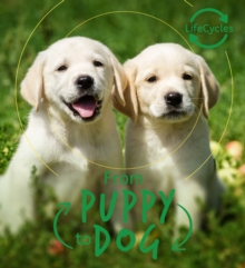 Lifecycles - Pup To Dog, Paperback / softback Book Lifecycles - Pup To Dog, Paperback / softback Book
