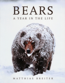 Bears : A Year in the Life, Paperback Book Bears : A Year in the Life, Paperback Book
