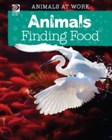 Animals Finding Food