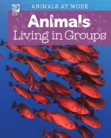 Animals Living in Groups