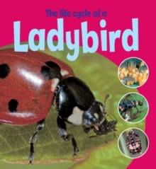 The Life Cycle of a Ladybird, Paperback Book The Life Cycle of a Ladybird, Paperback Book