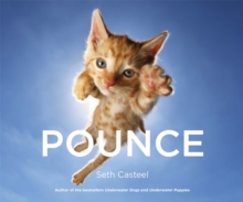 Pounce!, Hardback Book Pounce!, Hardback Book