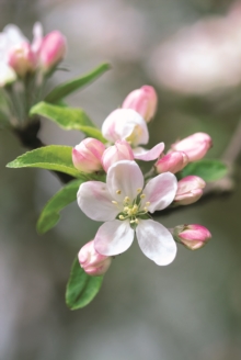 Memo Block - Apple Blossom : A beautiful note block containing 300 paper sheets with an integrated spare drawer