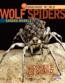 Wolf Spiders : Mothers on Guard