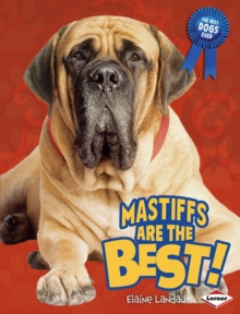 Mastiffs Are the Best!