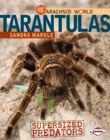 Tarantulas : Supersized Predators